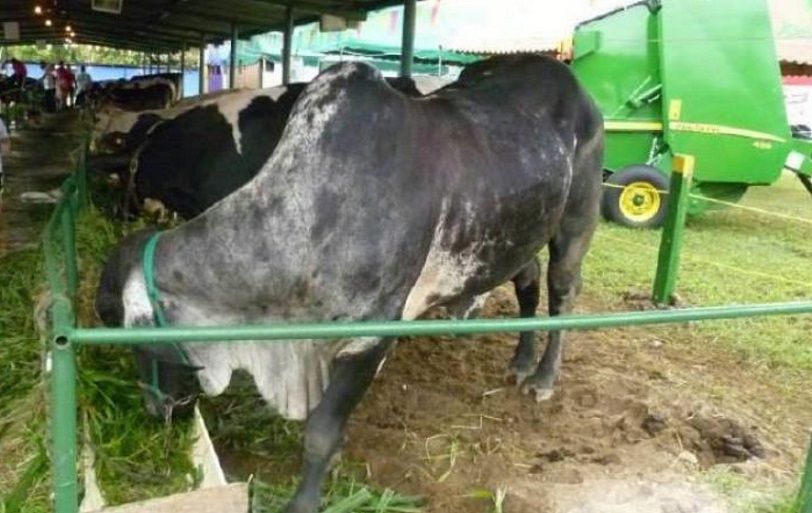 La feria, como es la tradición, contará con los concursos de ordeño manual y mecanizado.