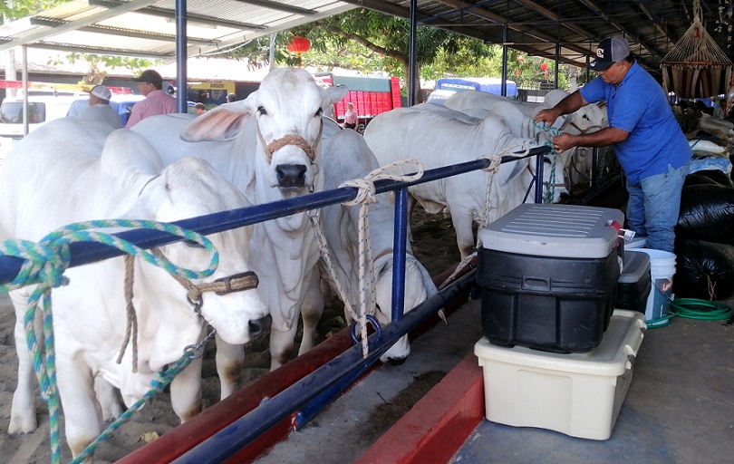 La feria contará, como es la tradición, con los concursos de ordeño manual y mecanizado.
