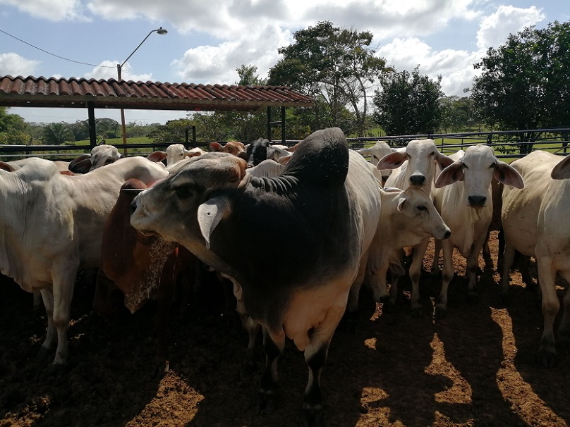 Este brote surge dos décadas después de que Copeg declarara a la provincia de Panamá Oeste como técnicamente libre del gusano barrenador.