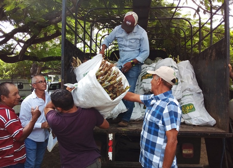 Los ganaderos se están preparando con caña, silos de maíz, y la mejora de sus pastos.