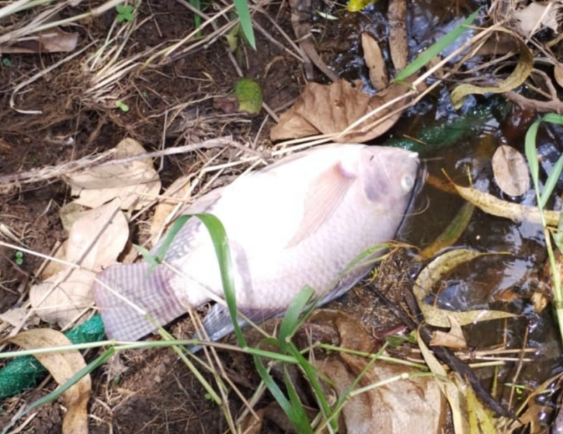 sta situación será analizada en conjunto con otras entidades como el Minsa y el Mida.