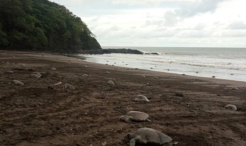 En esta arribada también se realizó el marcaje externo a tortugas para observar patrones de reanidación.
