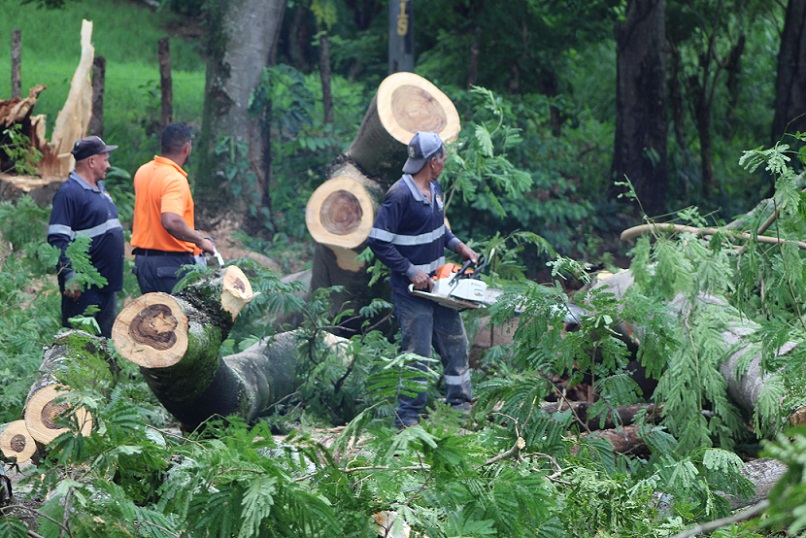 Los árboles, ubicados a orilla de la carretera Interamericana, fueron considerados de riesgo para los conductores.