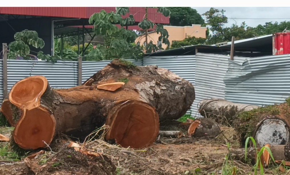Tala de árbol histórico.