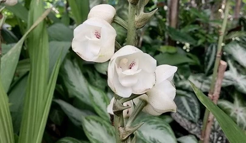 El festival se extiende hasta el domingo 3 de septiembre.