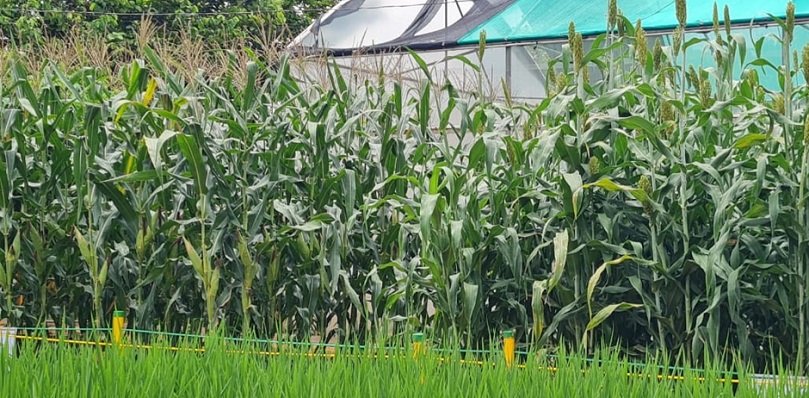 El costo de producir una hectárea de maíz está por encima de los dos mil balboas.