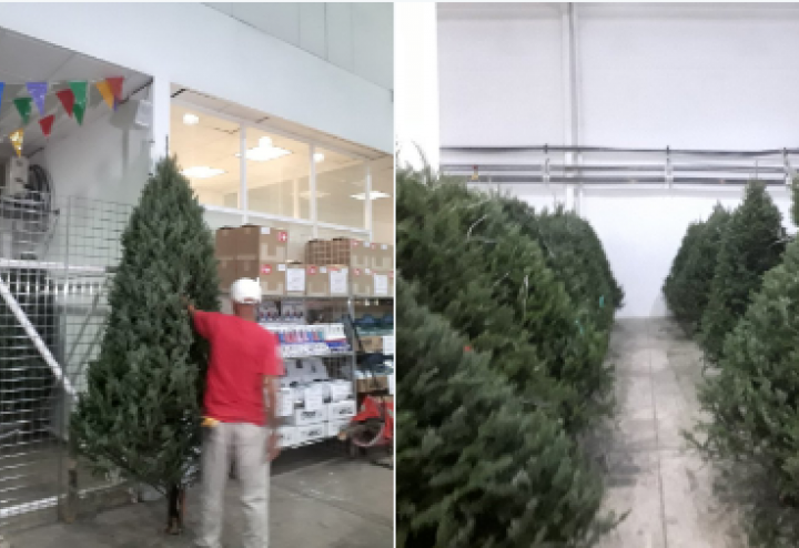 Panameños comienzan a comprar árboles naturales