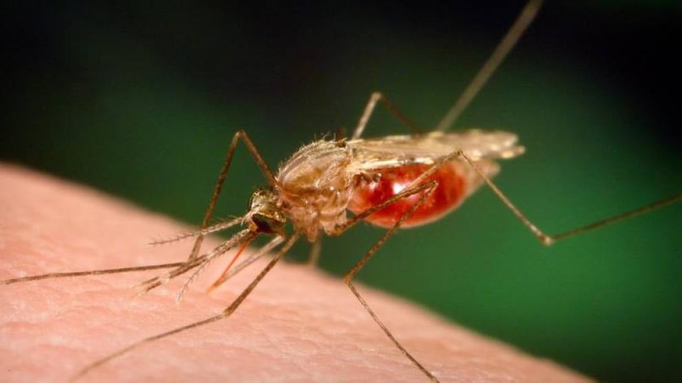 Las autoridades sanitarias piden a las poblaciones eliminar criaderos de mosquitos Aedes aegypti, transmisor de la enfermedad.