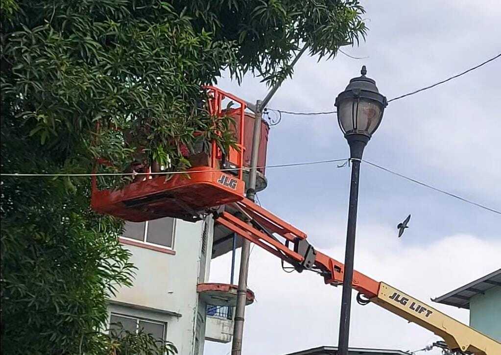 Personal del Municipio de Colón a cargo de la decoración navideña.
