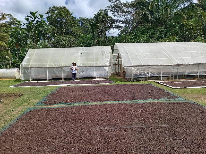 Con estos secadores solares se acorta el período de deshidratación del café en varios días.