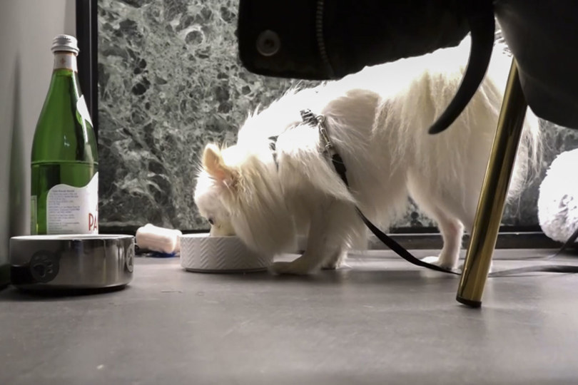 En Roma abrió "Fiuto",  un local donde perros y humanos pueden disfrutar juntos de una buena cena. EFE