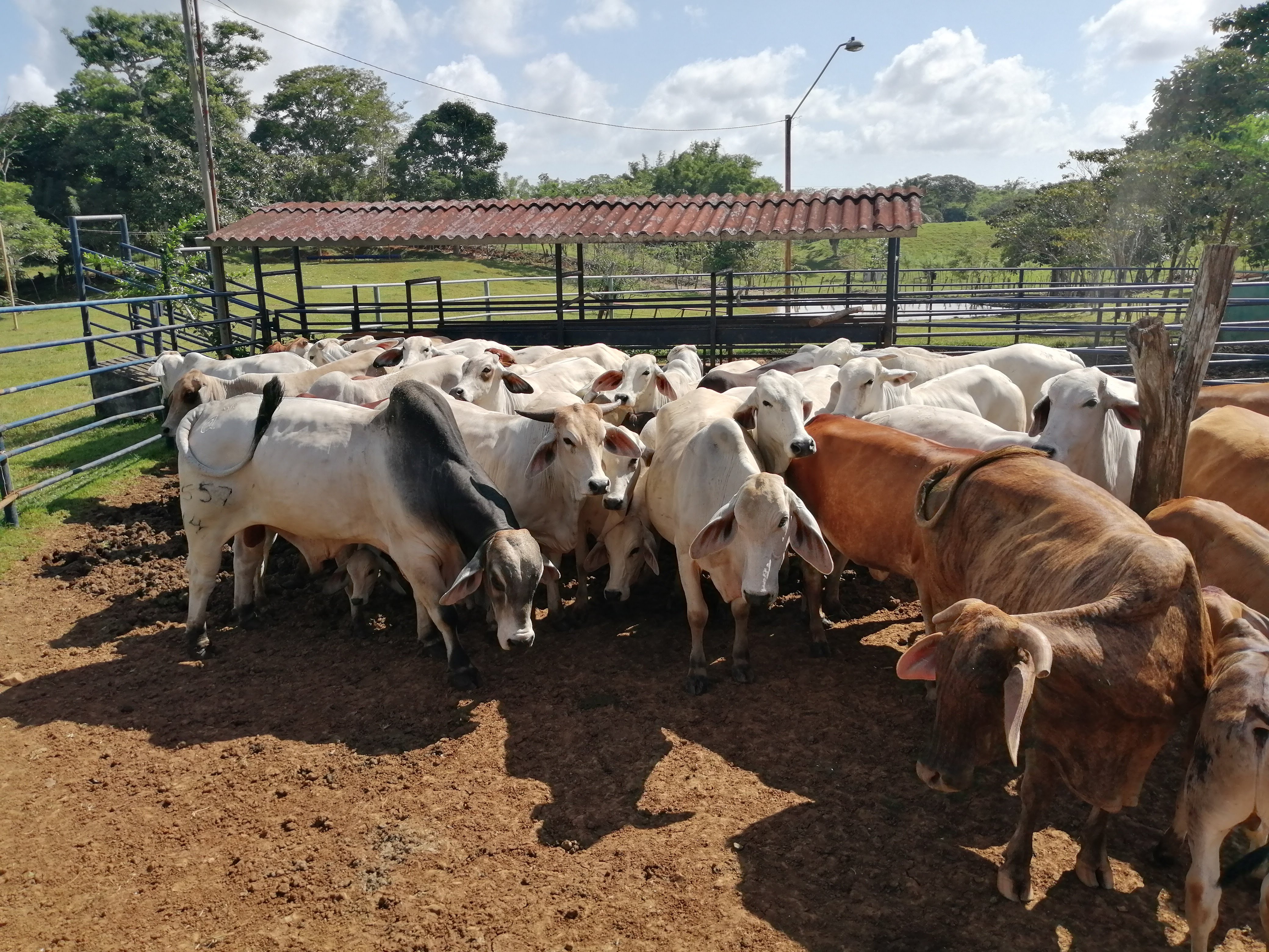 Ganado en las fincas de La Chorrera.
