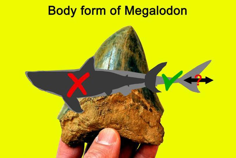 Silueta gris oscuro que representa la forma del cuerpo de Otodus megalodon reconstruida anteriormente, basada en gran medida en el tiburón blanco moderno, superpuesta a un contorno gris claro que muestra la forma del cuerpo recién interpretada. EFE