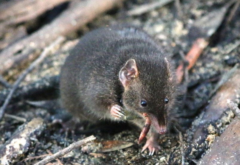 Fotografía de un "'antechinus" oscuro macho en un recinto naturalista situado en Cape Otway, Australia. Fotografía facilitada por Erika Zaid. EFE