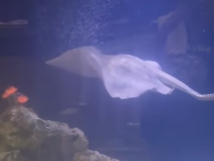 La raya está preñada de hasta cuatro crías y se espera que dé a luz en las próximas dos semanas. Captura de video / Aquarium and Shark Lab by Team ECCO