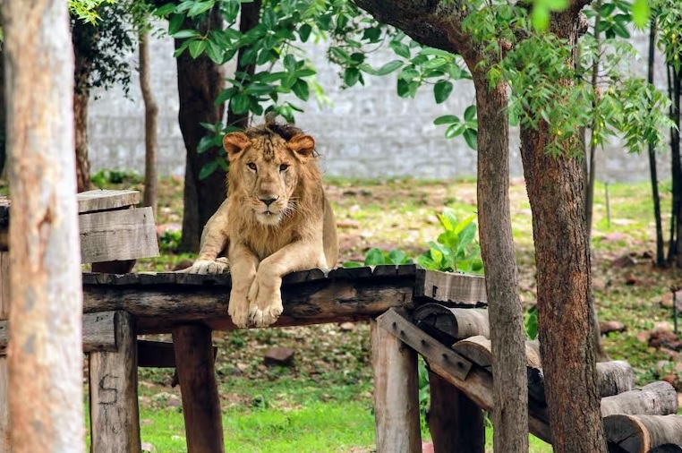 León Dongalpur. Imagen / Parque Zoológico Sri Venjateswara