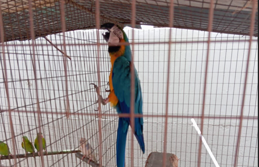 Mi Ambiente rescata guacamaya, pericos y loros. Foto: X
