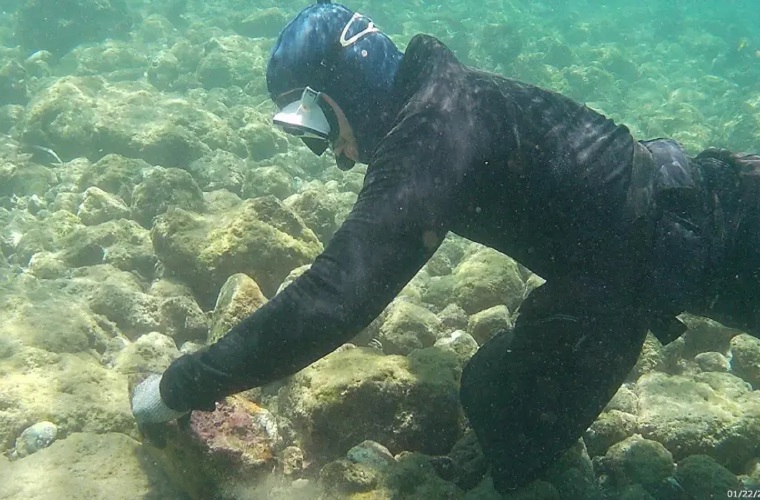 El proyecto tiene como objetivo analizar la taxonomía de las especies de Conus.