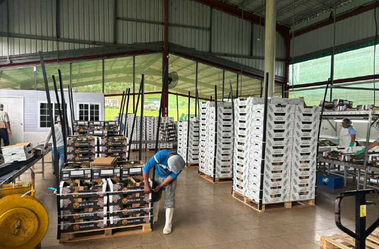 Se enviaron 4 contenedores con piña.