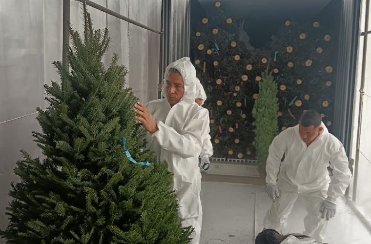 Inspección de los arbolitos de Navidad.