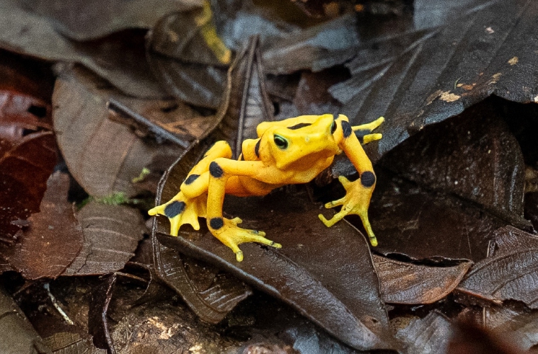 Panamá es uno de los países con mayor diversidad.