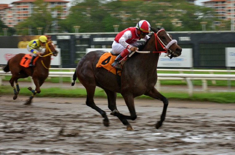 Con Paso Firme, caballo bajo los colores del Stud Buena Fe, competirá en busca de su primera prueba clásica.