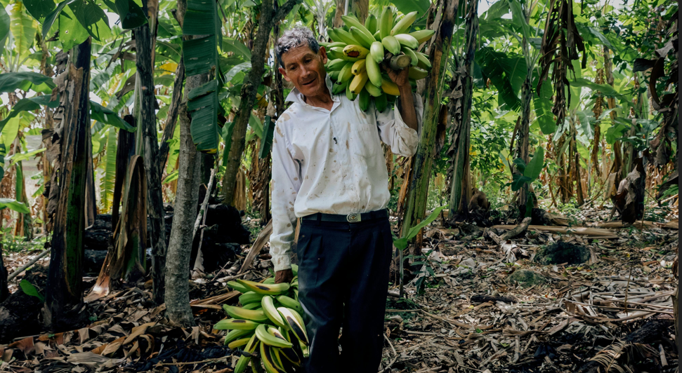 La falta de agua y crecimiento de los hongos limitarían su cultivo. Foto: Pexels