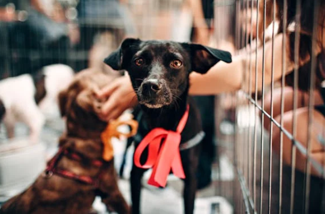 La jornada será mañana desde las 10:00 a.m. Foto: Pexels