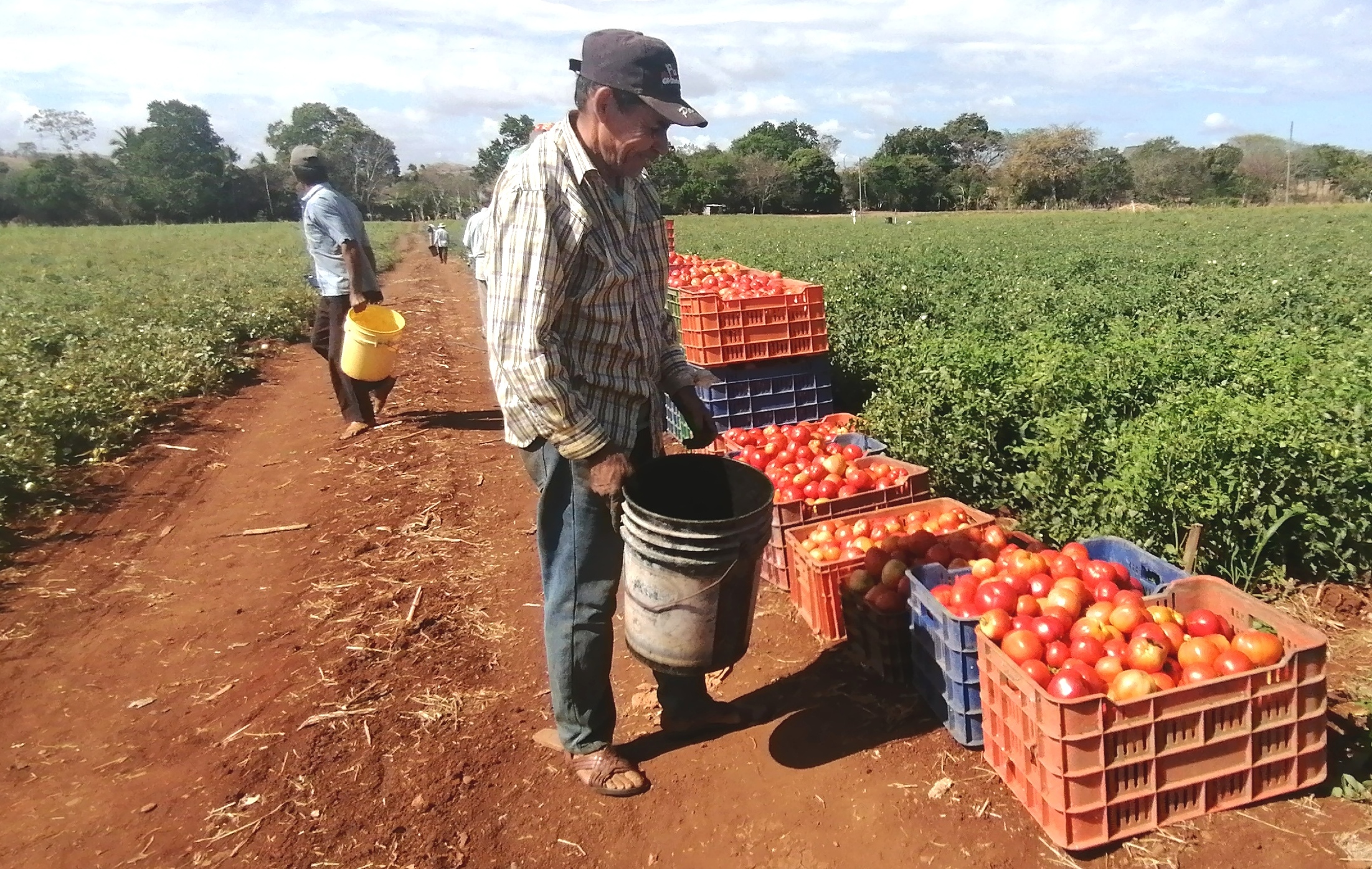 Productores de tomate en Los Santos.