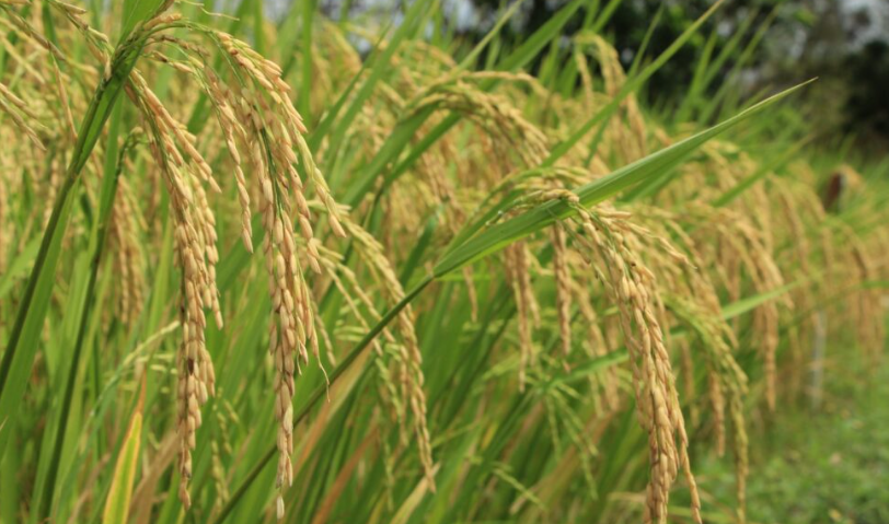 El MIDA adeuda unos $100 millones. Foto: MIDA