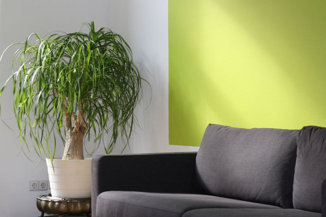 Las plantas también reducen la temperatura y aportan toque decorativo. Foto: Pexels