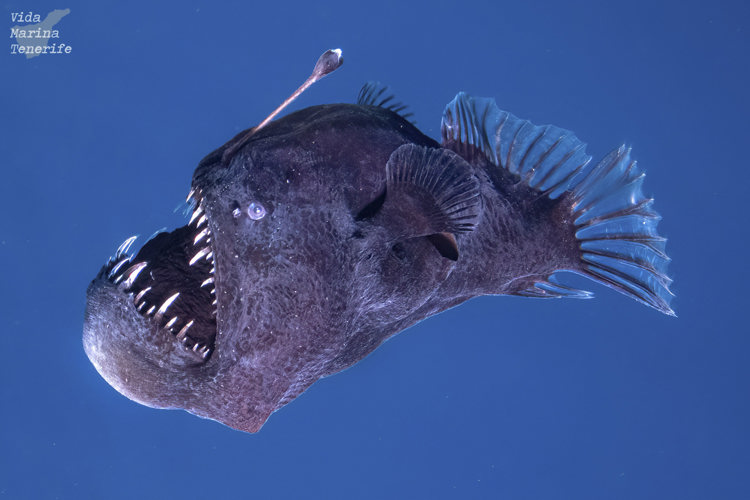 avistamiento, pez, diablo negro, rape abisal, a plena luz, Canarias