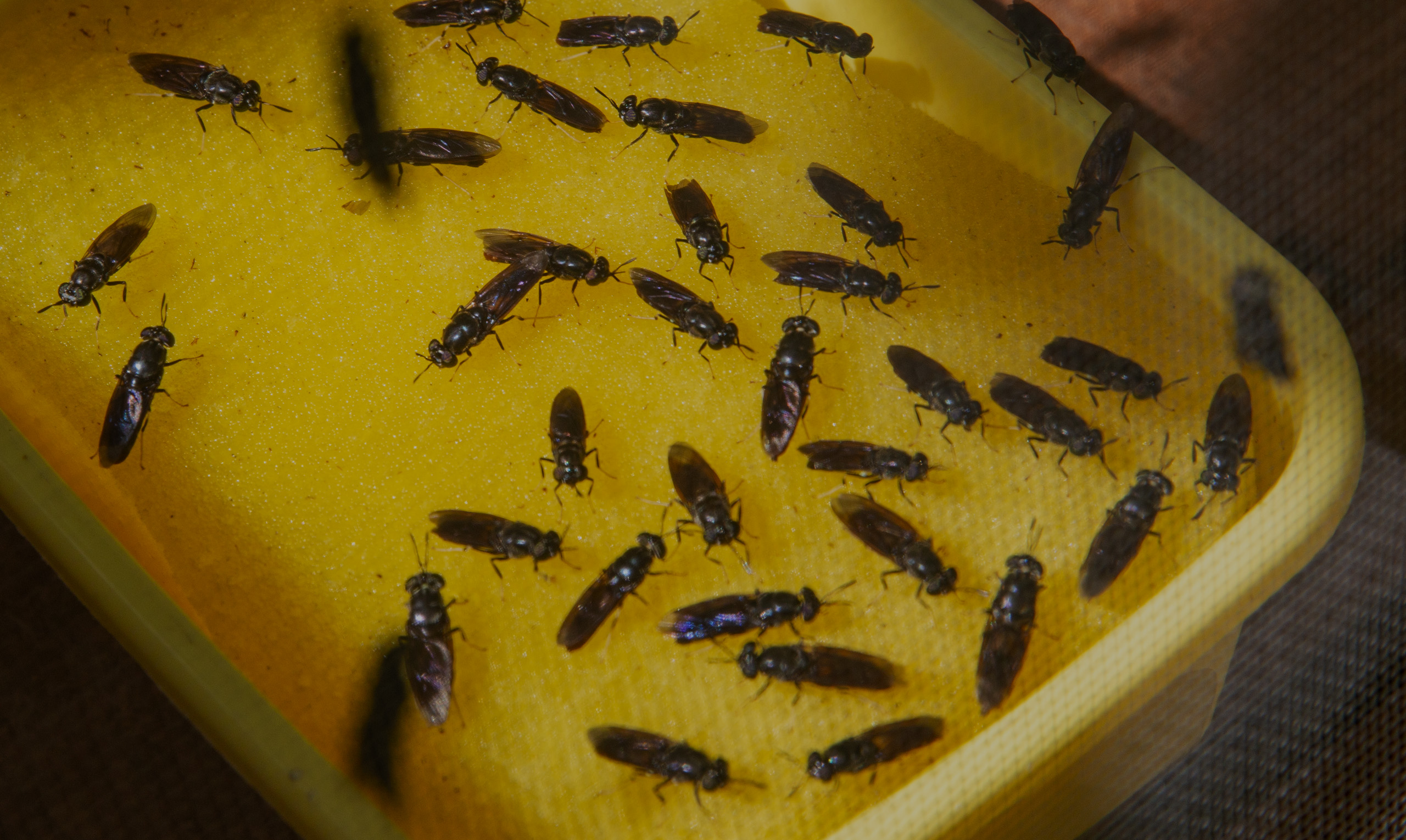 Mosca Soldado Negra (Hermetia illucens). Foto: Cortesía STRI