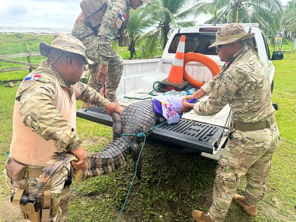 Captura de uno de los reptiles para ubicarlo en su hábitat.