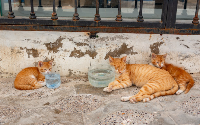 Con las temperaturas altas no se debe descuidar a las mascotas. Foto: Pexels