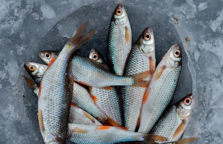 El pescado es uno de los alimentos que te ayudará a la salud de tu cerebro. Foto: PEXELS