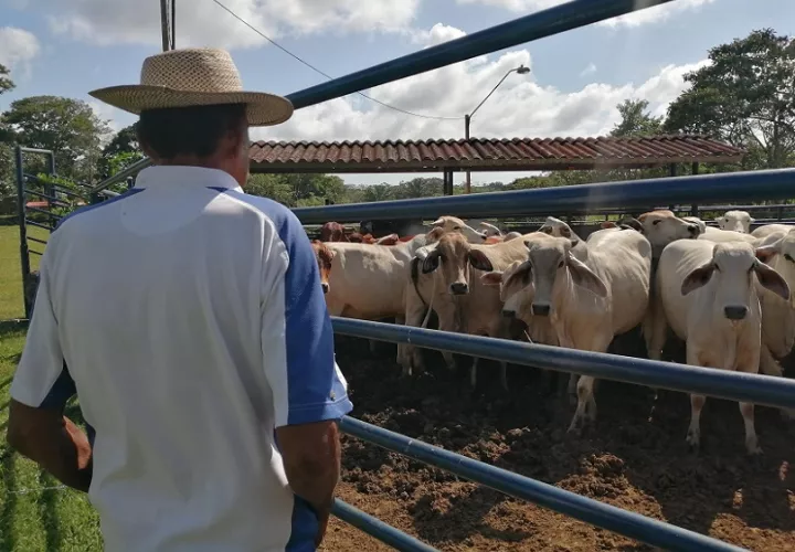 BDA siguen brindando apoyo financiero a través de los préstamos.