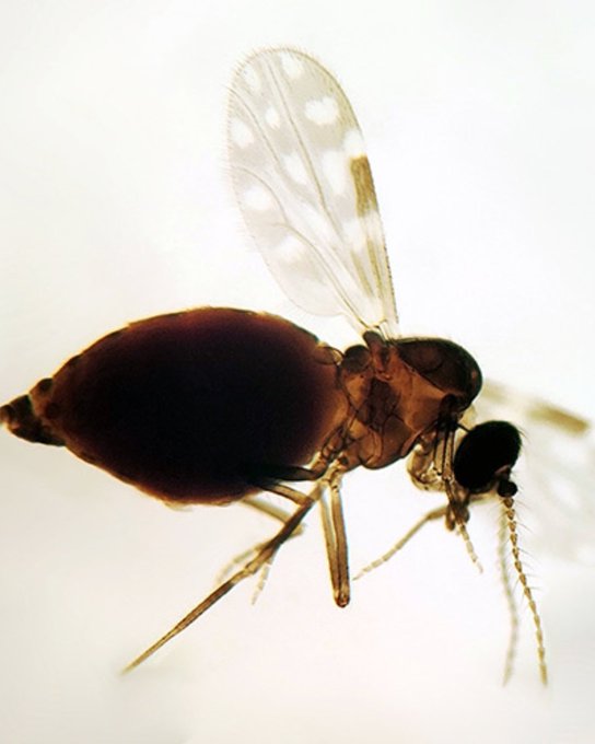 Mosquito transmisor de la enfermedad.