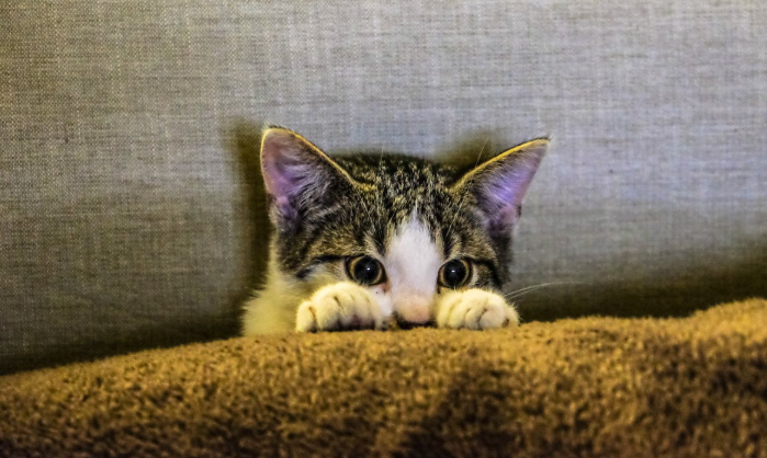 Los gatos se han convertido en algunas de las macotas preferidas por muchos. Foto: Pexels