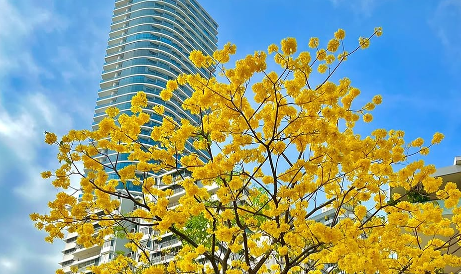 Este proyecto marca el inicio de una nueva era en “reverdecimiento urbano”. Foto: Cortesía