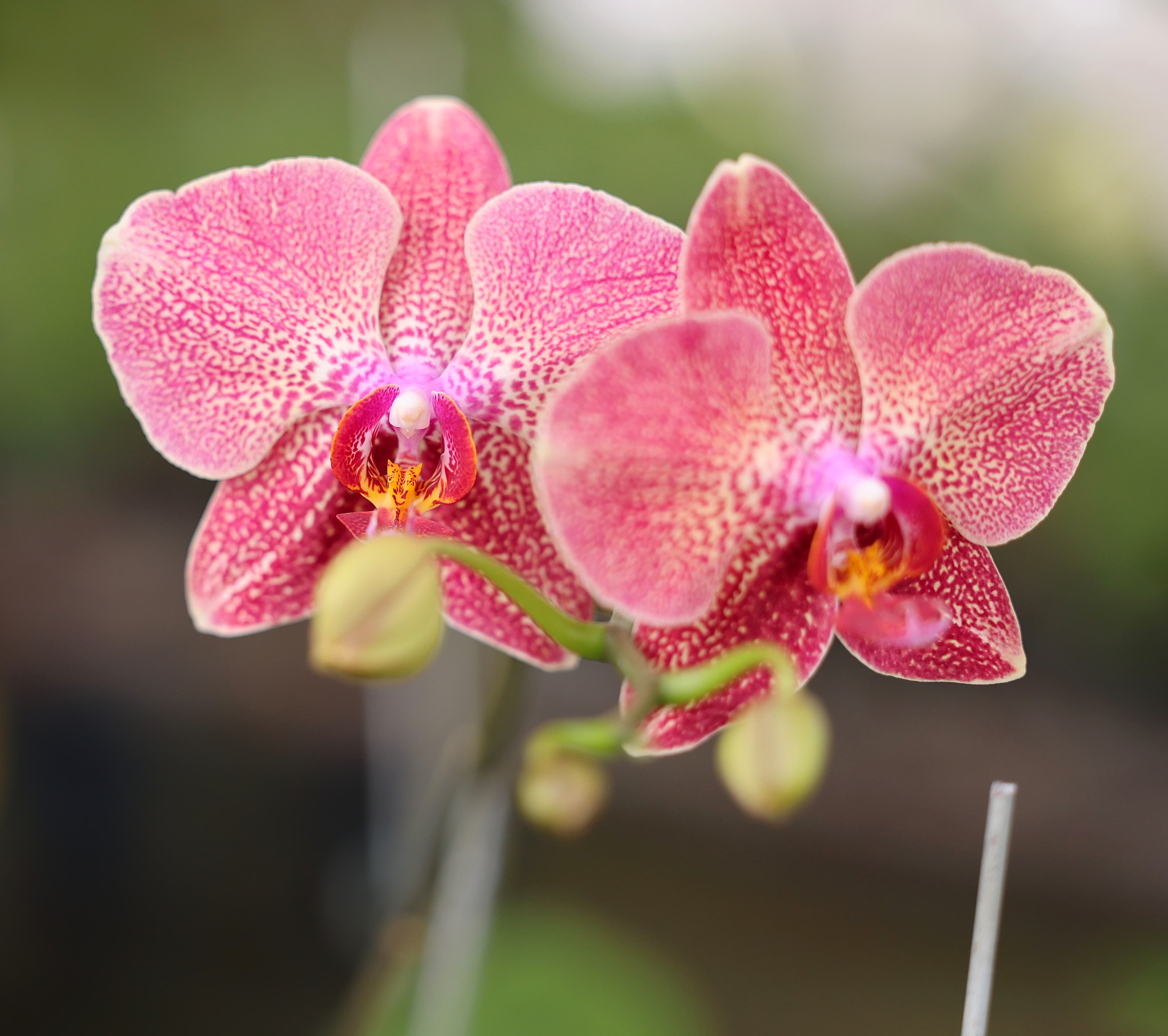 En Panamá, de junio a diciembre de 2024 se exportaron alrededor de 7 mil unidades de tallos cortados de orquídeas. Foto: MIDA