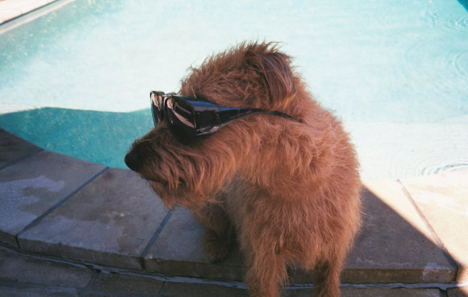 Si lo vas a dejar en casa procura decirle a una persona responsable que los alimente. Foto: Pexels