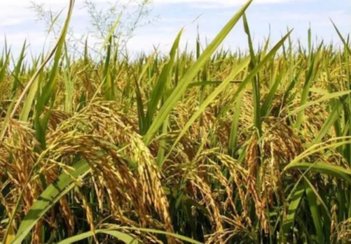 Se ha presupuestado para este año un desembolso de B/. 221.0 millones en créditos para los distintos sectores productivos agropecuarios del país. Foto: Archivo