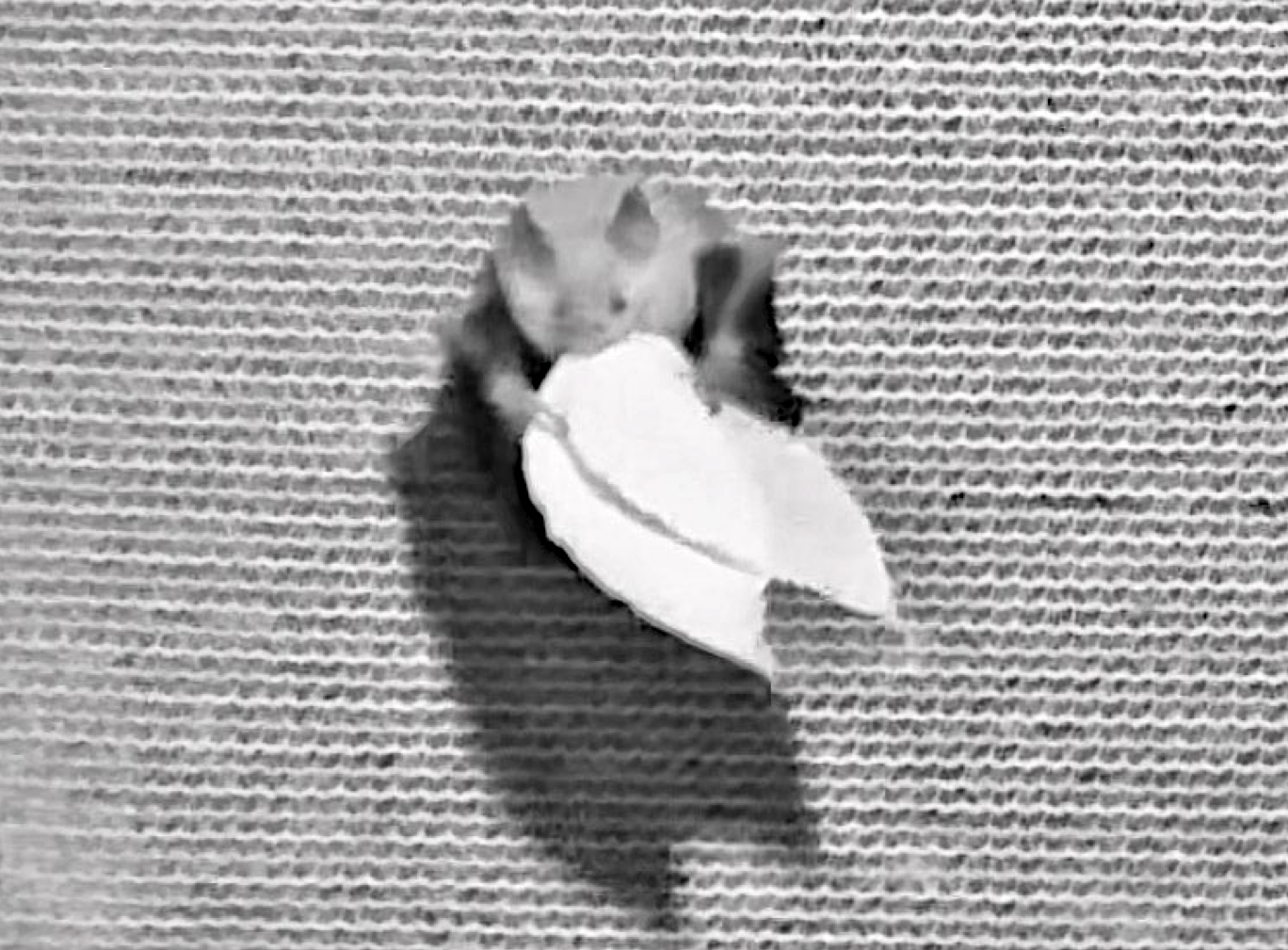 Murciélago frugívoro común consumiendo hojas. Captura del vídeo. Foto: Laboratorio de murciélagos de STRI