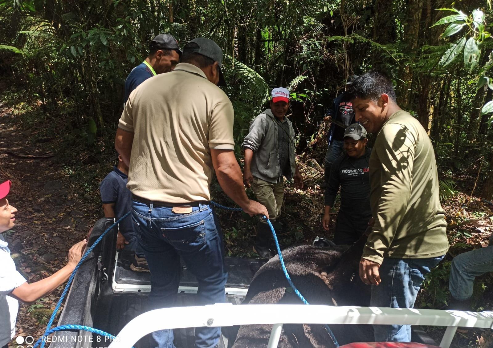 Tapir muerte en el auto de Mi Ambiente.