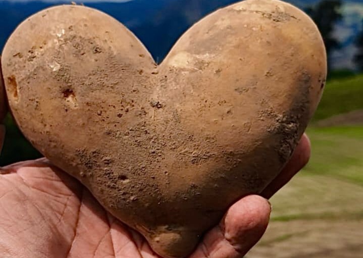 El Festival de la Papa 2025 promete ser una experiencia inolvidable. Foto: Cortesía 