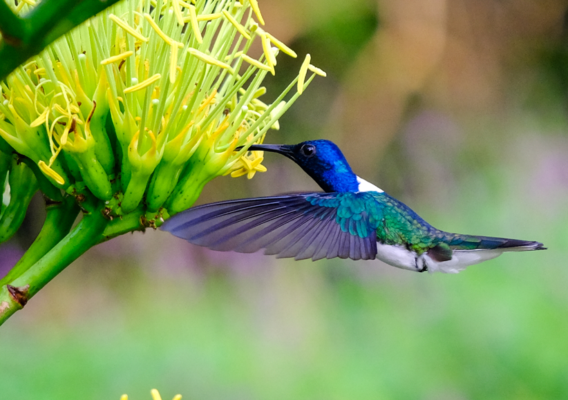 Colibrí Nuquiblanco. Crédito: Lukas Hummel