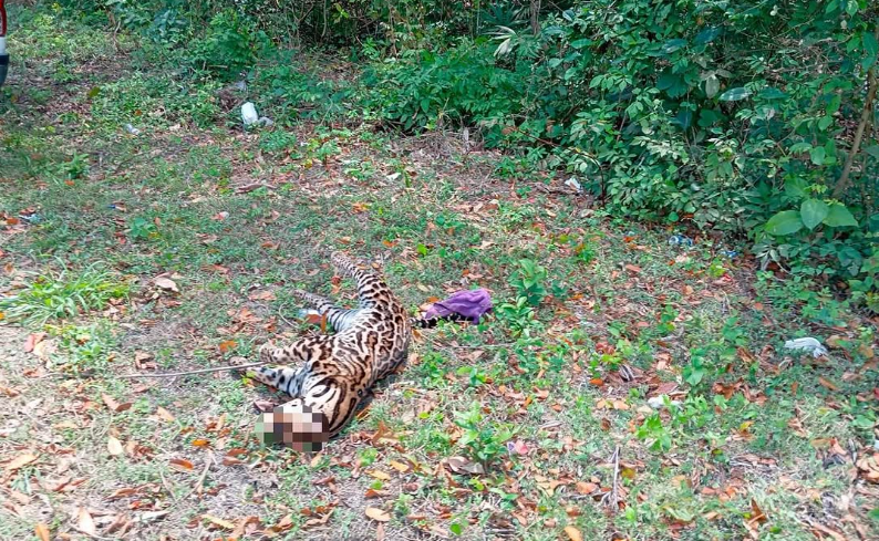 El hecho se dio en Veracruz. Foto: MiAmbiente
