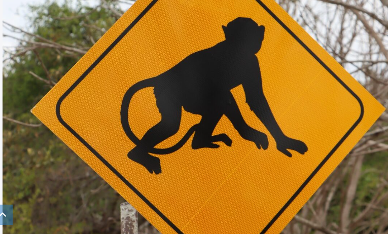 Los primates utilizaban los cables eléctricos para desplazarse entre las comunidades de Portobelillo y París. Foto: Cortesía