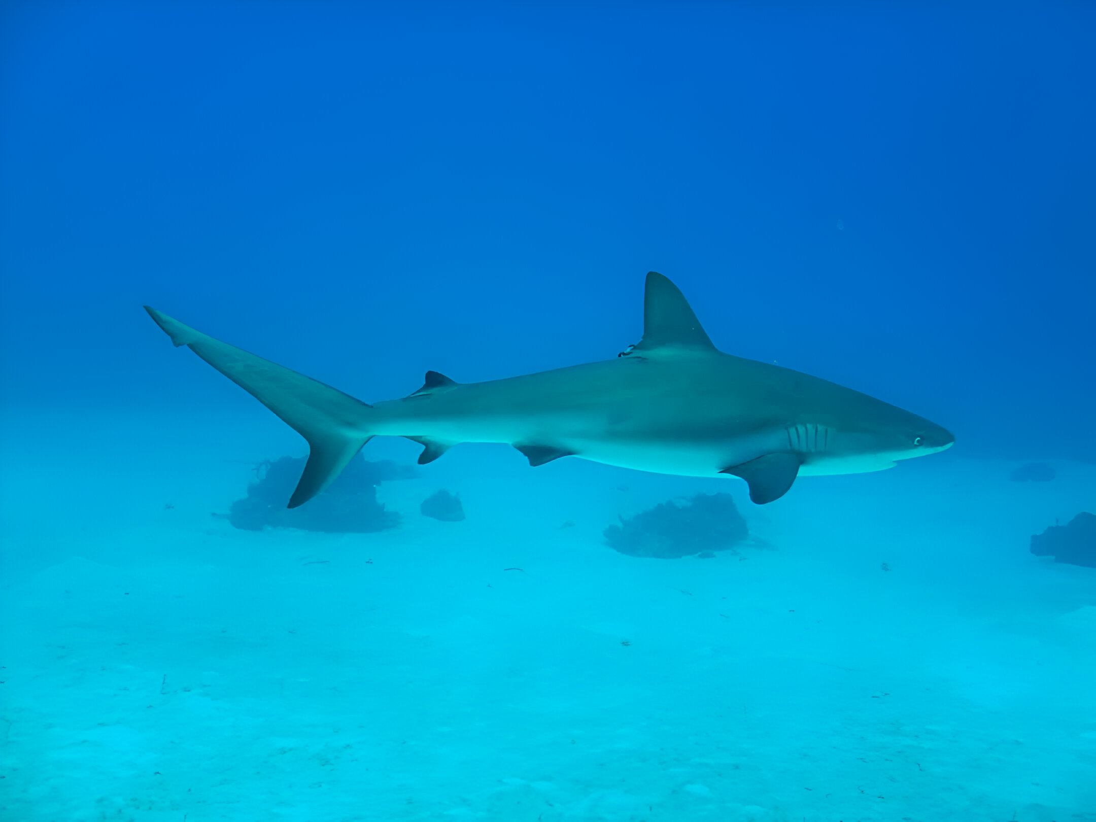 Tiburón de arrecife del Caribe (Carcharhinus perezi). Foto: Christopher Avalos-Castillo